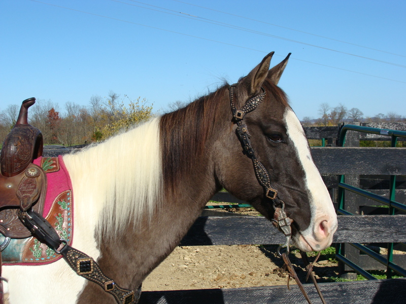 UNIQUE GRULLA & WHITE TOBIANO PAINT MARE, ANYONE CAN RIDE, SAFE AND