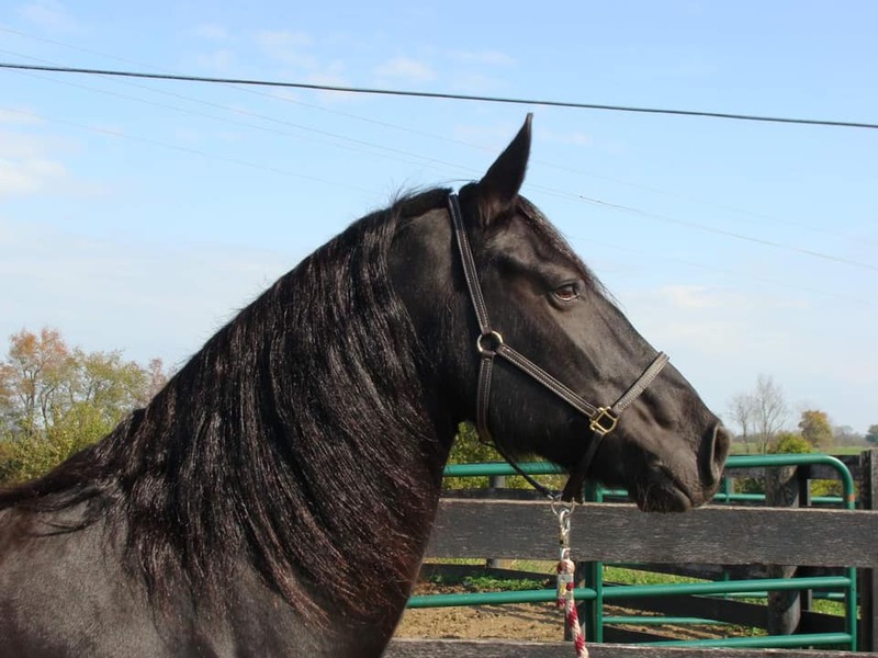 10 YEAR OLD GORGEOUS FRESIAN GELDING**VIDEO**