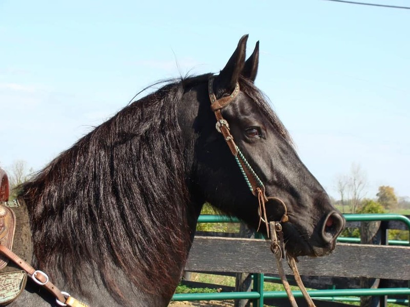 10 YEAR OLD GORGEOUS FRESIAN GELDING**VIDEO**