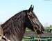 10 YEAR OLD GORGEOUS FRESIAN GELDING**VIDEO**