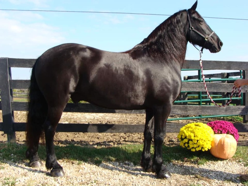 10 YEAR OLD GORGEOUS FRESIAN GELDING**VIDEO**
