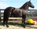 10 YEAR OLD GORGEOUS FRESIAN GELDING**VIDEO**