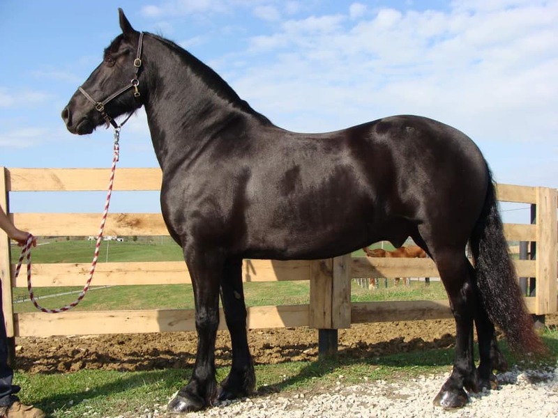10 YEAR OLD GORGEOUS FRESIAN GELDING**VIDEO**
