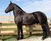 10 YEAR OLD GORGEOUS FRESIAN GELDING**VIDEO**