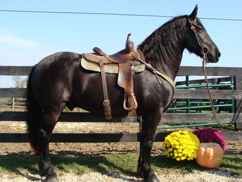 10 YEAR OLD GORGEOUS FRESIAN GELDING**VIDEO**