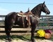 10 YEAR OLD GORGEOUS FRESIAN GELDING**VIDEO**