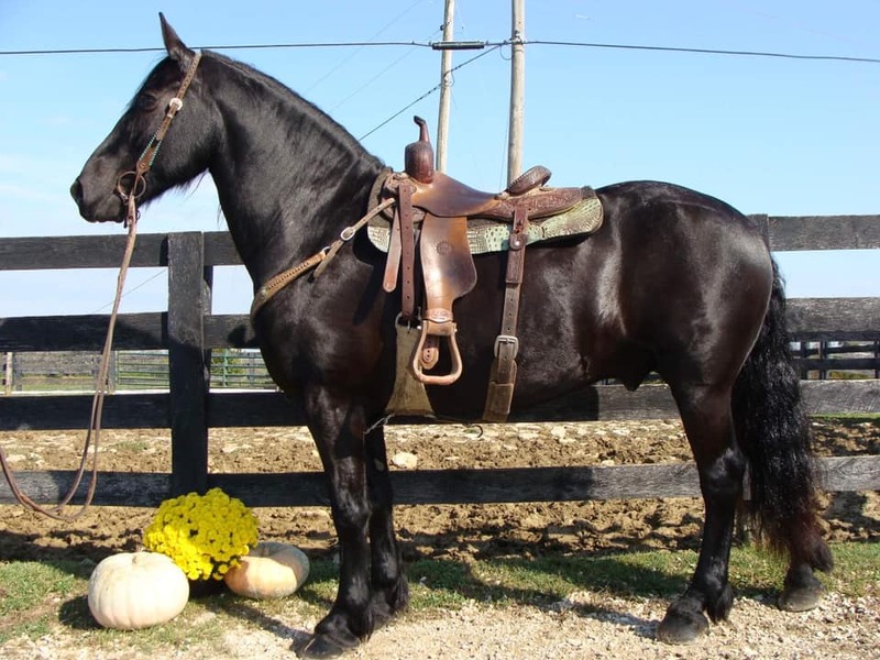 10 YEAR OLD GORGEOUS FRESIAN GELDING**VIDEO**