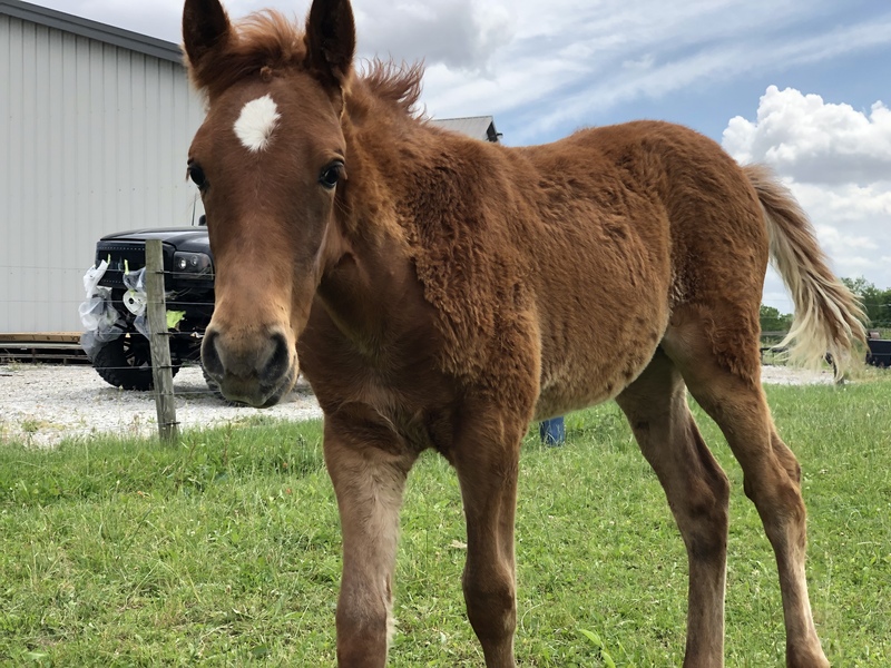 Well Bred desensitized Weanling Filly 