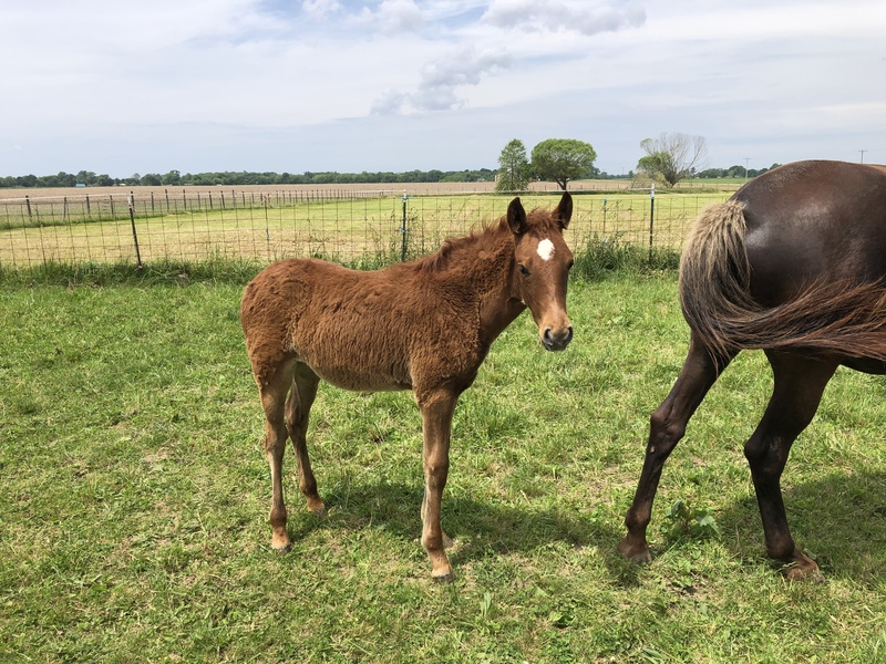 Well Bred desensitized Weanling Filly 