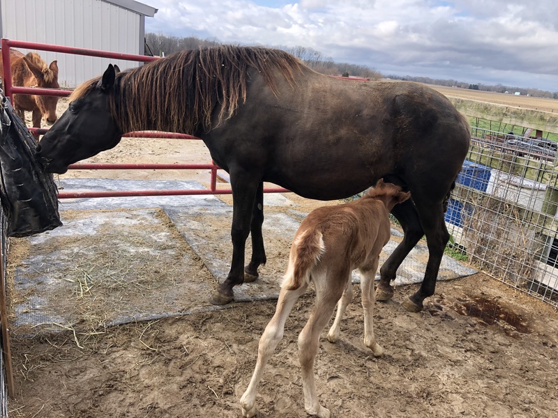 Well Bred Weanling Filly 