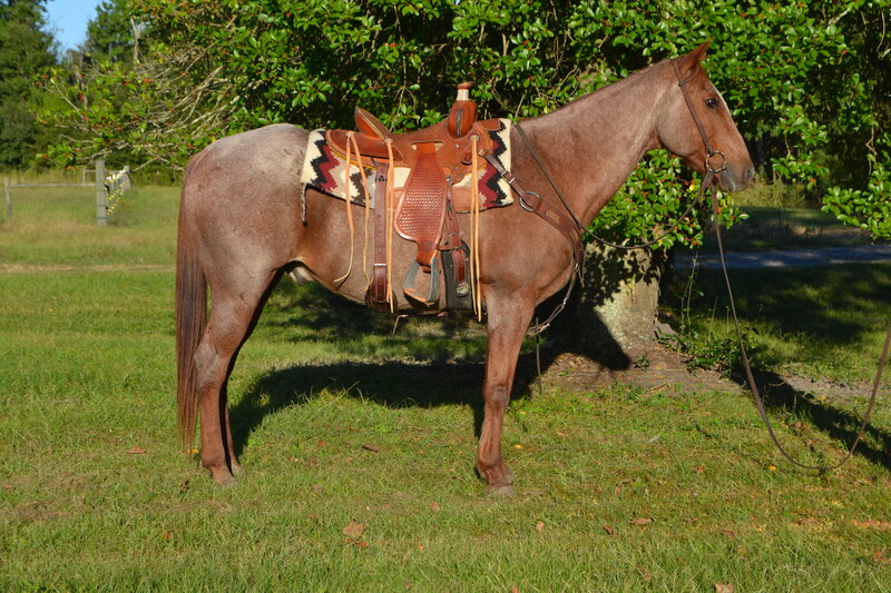 Handy Broke Red Roan QH Experienced Trail Horse