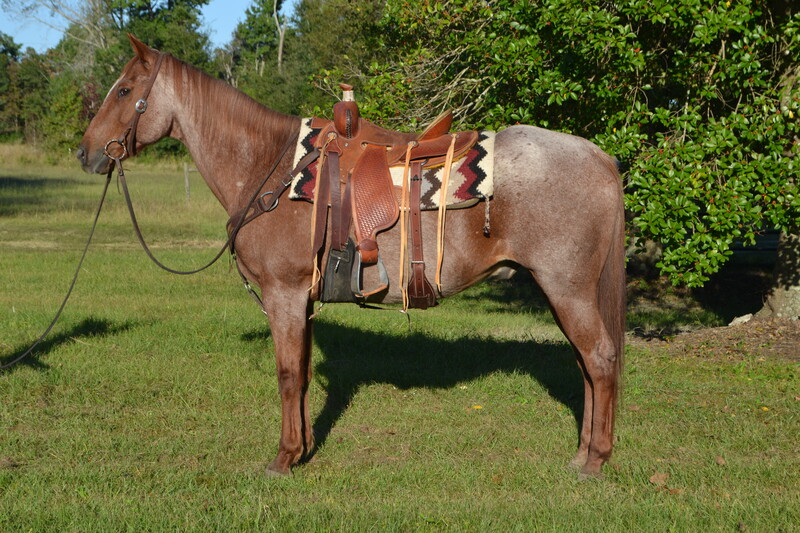Handy Broke Red Roan QH Experienced Trail Horse