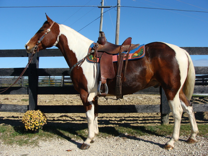 BIG PRETTY PAINT GELDING, USED FOR TRAIL RIDING For Sale in Fleming
