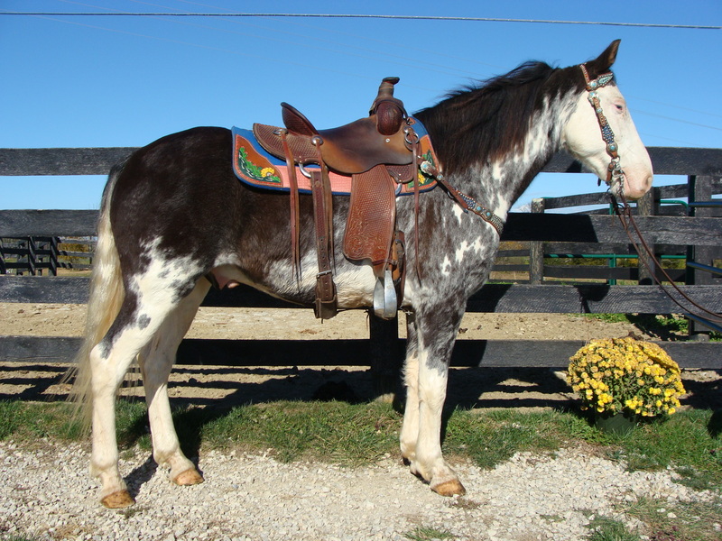 FLASHY BLUE ROAN & WHITE SABINO PAINT GELDING, RIDE AND DRIVE, GENTLE AND QUIET For Sale in