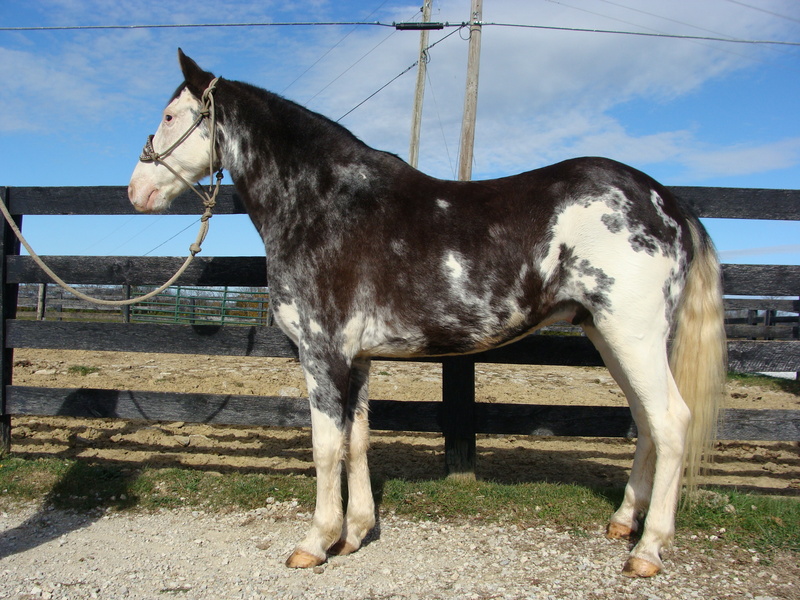 FLASHY BLUE ROAN & WHITE SABINO PAINT GELDING, RIDE AND DRIVE, GENTLE