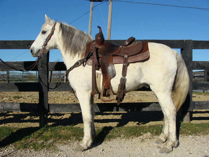 BEGINNER SAFE NATURALLY GAITED GRAY KENTUCKY MOUNTAIN GELDING, SMOOTH