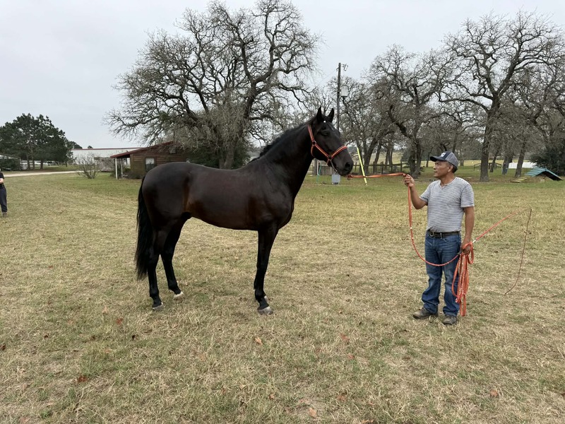 Black PRE Stallion saddle and halter trained