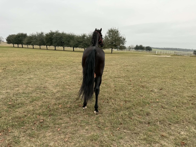 Black PRE Stallion saddle and halter trained