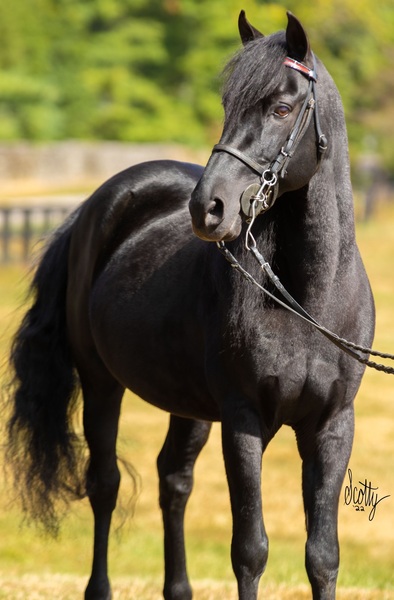 Black Stunning Stallion at Stud!