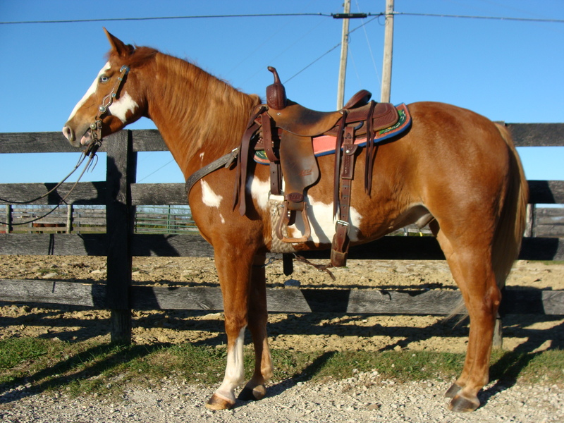 FLASHY APHA SORREL & WHITE OVERO PAINT GELDING, RIDES ENGLISH AND