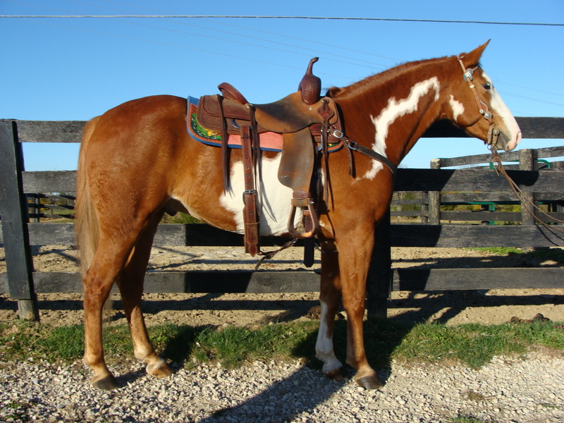 FLASHY APHA SORREL & WHITE OVERO PAINT GELDING, RIDES ENGLISH AND