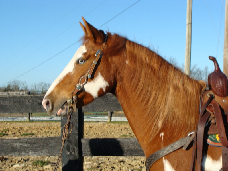 FLASHY APHA SORREL & WHITE OVERO PAINT GELDING, RIDES ENGLISH AND
