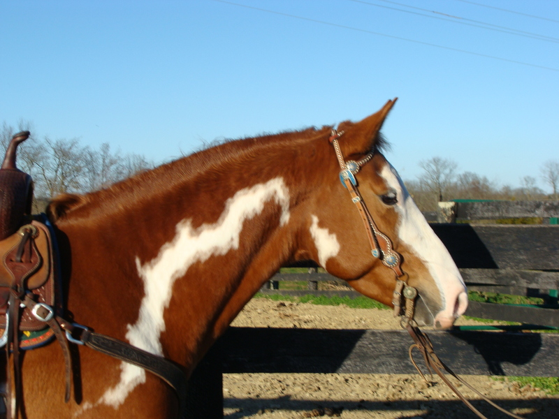 FLASHY APHA SORREL & WHITE OVERO PAINT GELDING, RIDES ENGLISH AND