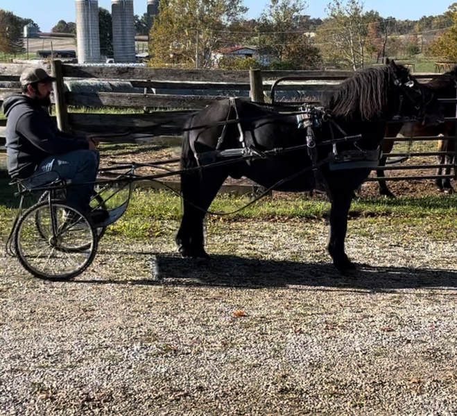 13.3 Riding/Driving Pony & Cart 