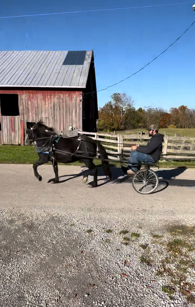 13.3 Riding/Driving Pony & Cart 