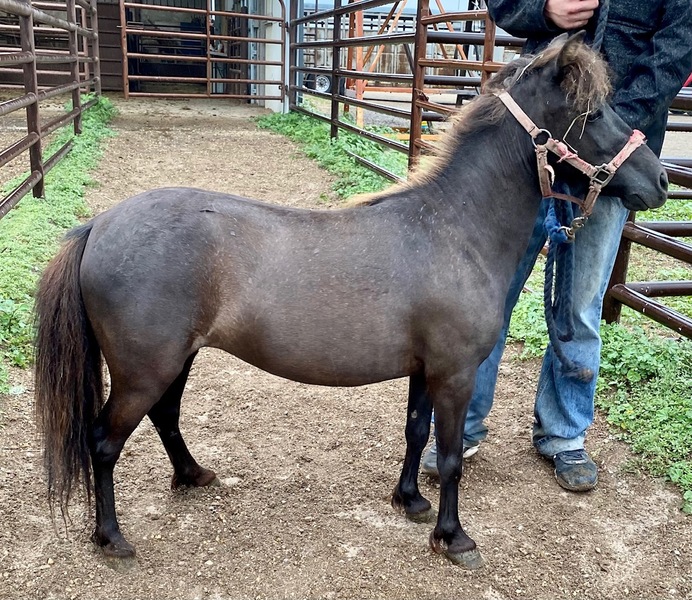 5697 Cute Black Mini Mare 33” APPROX 6YO For Sale in Goodhue