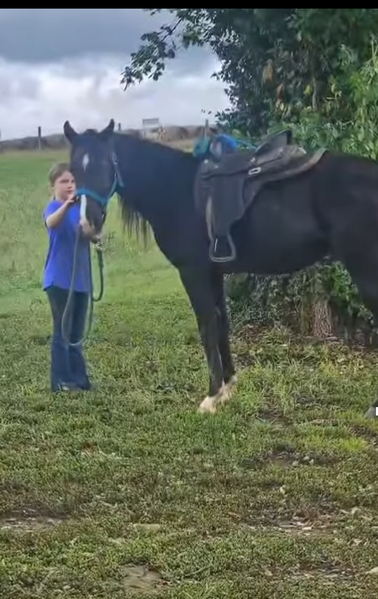 Well Bred 3 Yr Old Ready To Start 