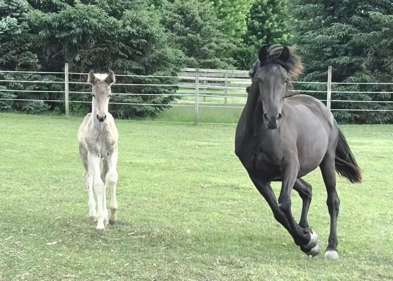 Stunning Multi Talented Mare And Filly 