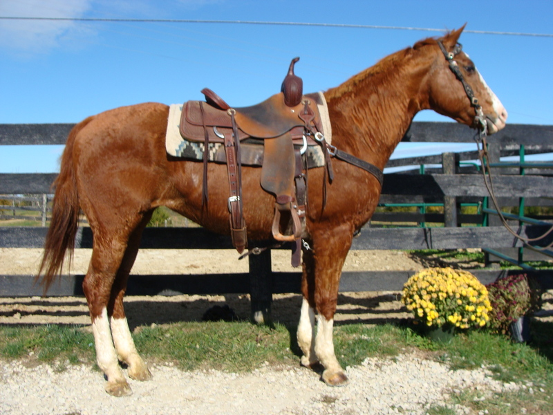 SORREL QUARTER HORSE MARE, WESTERN PLEASURE TRAINED AND SHOWN, GENTLE