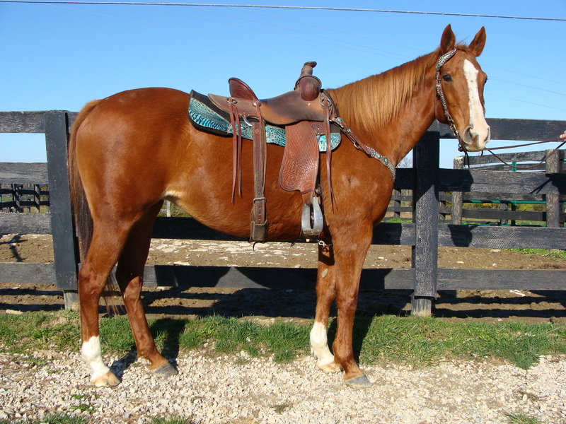 SUPER FUN, HANDY, AND ATHLETIC SORREL QUARTER HORSE MARE, SHOWN IN BARRELS For Sale in Fleming