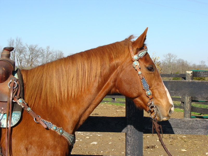 SUPER FUN, HANDY, AND ATHLETIC SORREL QUARTER HORSE MARE, SHOWN IN