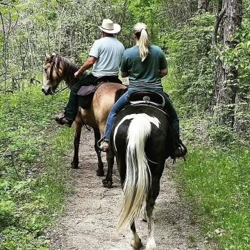 Talented Buckskin Trail Horse 