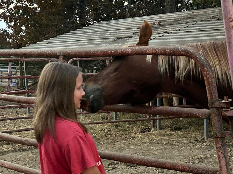 14.2 Novice Safe Family Trail Horse 