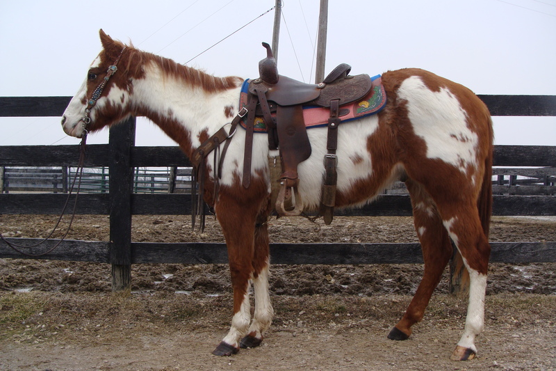 SUPER GENTLE AND EXTRA QUIET APHA REGISTERED SORREL & WHITE OVERO PAINT