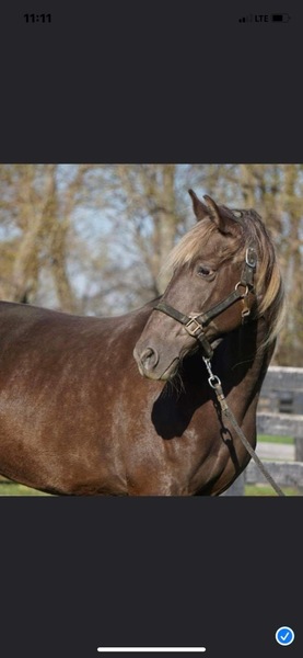 Excellent Bred Chocolate Mare In Foal 