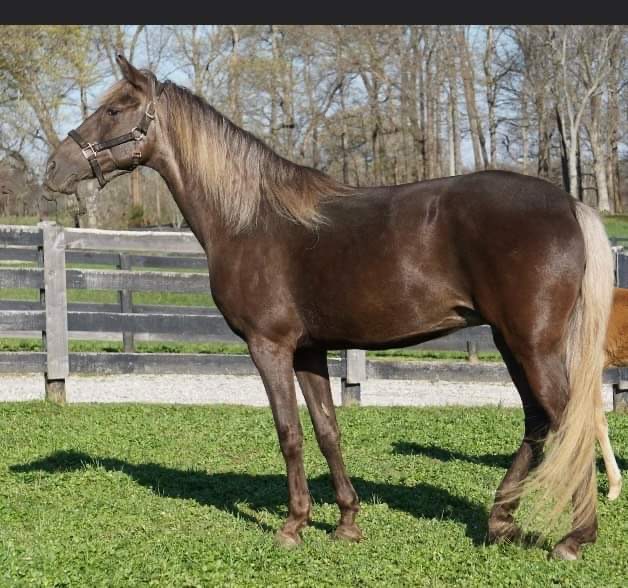 Excellent Bred Chocolate Mare In Foal 