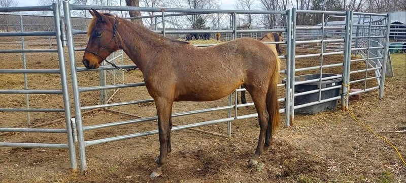 Stunning Chocolate Roan 2 Year Old Filly 