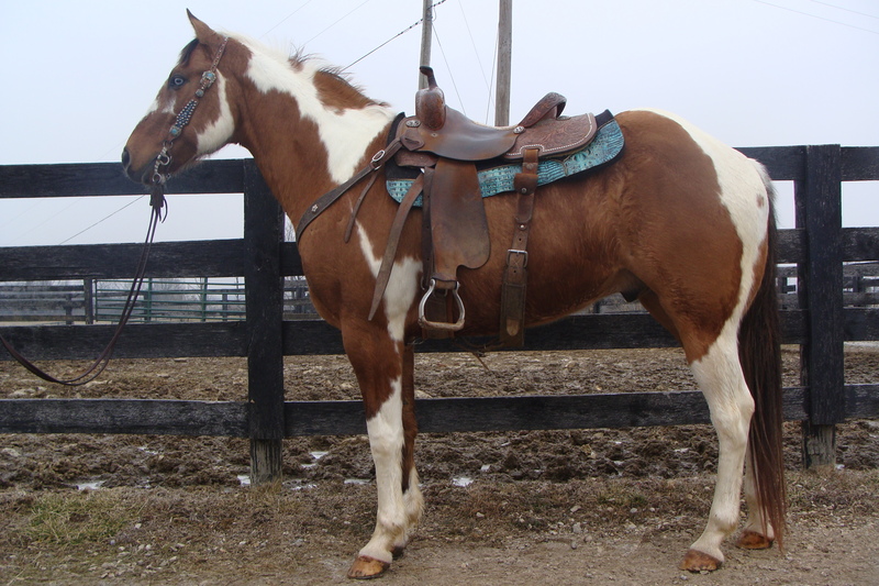 SUPER FLASHY DUN & WHITE PAINT GELDING, FINISHED TEAM ROPING HORSE