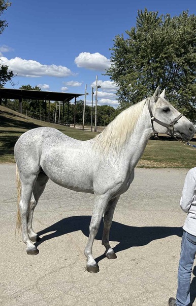 Well Bred Gray Breeding Stallion 