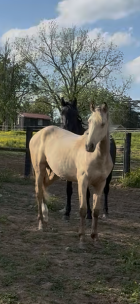 Stunning Silver Buckskin Filly 
