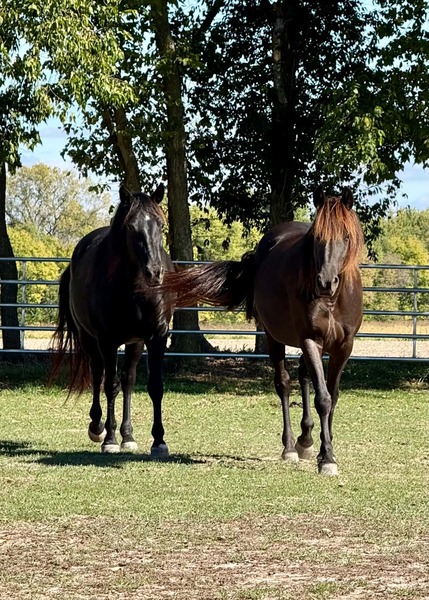 Stunning Accomplished Black Mare And Weanling Colt