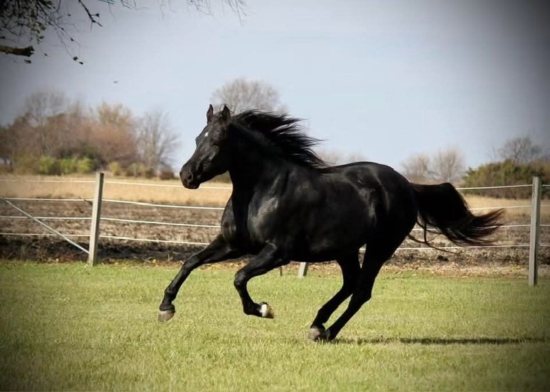 Stunning Accomplished Black Mare And Weanling Colt