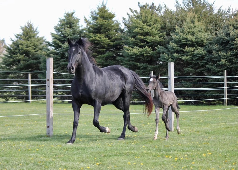 Stunning Accomplished Black Mare And Weanling Colt