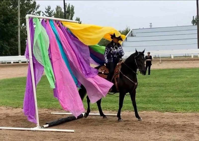 Stunning Accomplished Black Mare And Weanling Colt