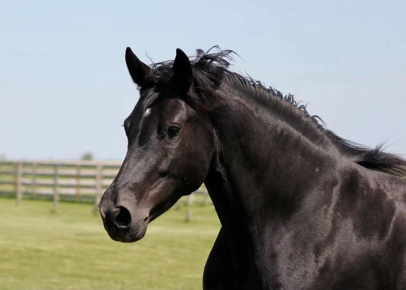 Stunning Accomplished Black Mare And Weanling Colt