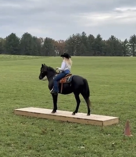 Stunning Accomplished Black Mare And Weanling Colt